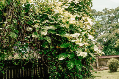 Trees and plants growing in yard of building