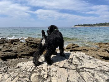 View of dog on beach