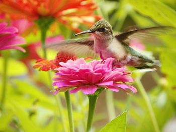 Close-up of hummingbird on flower