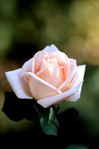 Close-up of rose blooming outdoors