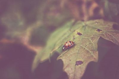 Close-up of insect on leaf