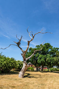 Dead tree on field against sky