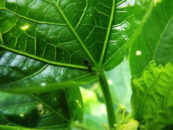 Close-up of insect on leaf