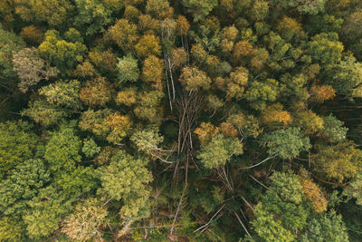 High angle view of trees in forest