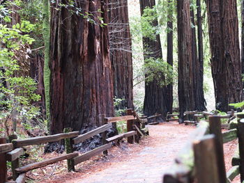 Trees in forest