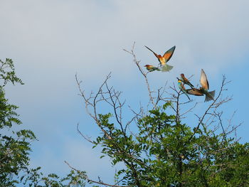 Low angle view of bird flying against clear sky