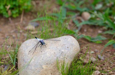 High angle of dragonfly on stone