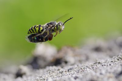 Sand wasps with prey