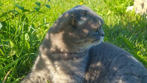 Close-up of black cat sitting on grass