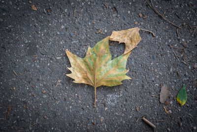 High angle view of maple leaf on street