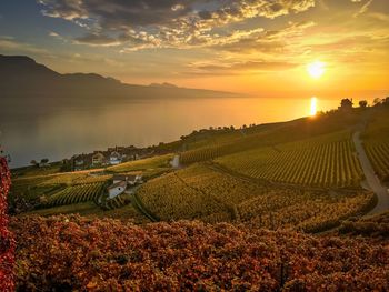 Scenic view of vineyard against sky during sunset