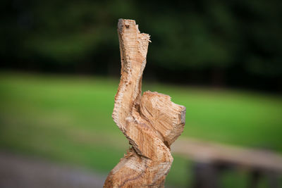 Close-up of wooden tree stump