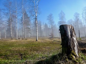 Trees on field in forest against sky