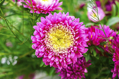 Close-up of purple flowering plant