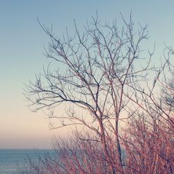 Bare tree by sea against clear sky during sunset