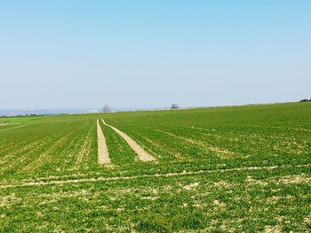 Scenic view of field against clear sky