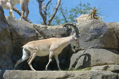 Low angle view of horse standing on rock