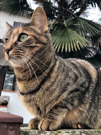 Close-up of a cat looking away