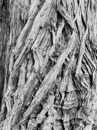 Full frame shot of tree trunk