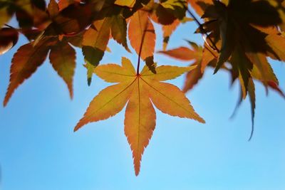 Low angle view of maple leaves against sky