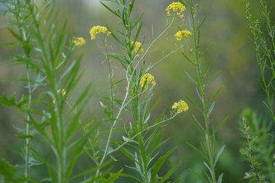 Close-up of yellow flowers blooming on field