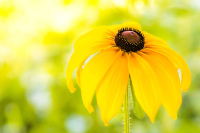 Close-up of yellow flower