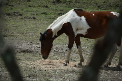 Cow standing on field