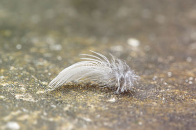 Close-up of feather