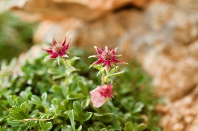 Close-up of pink flowering plant