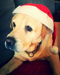 Close-up portrait of dog