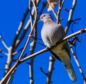 Low angle view of bird perching on tree against clear blue sky