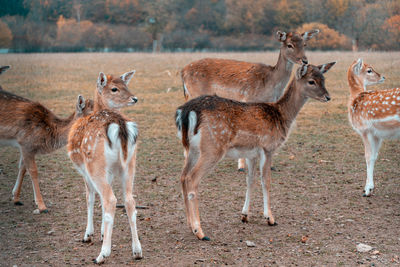 Herd of deer on field 