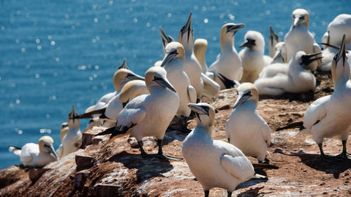 Close-up of seagulls
