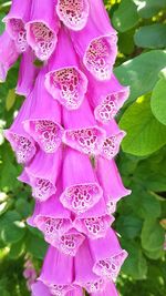 Close-up of pink flowering plant