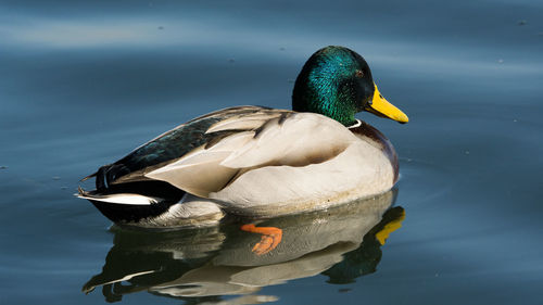 Close-up of duck swimming on lake