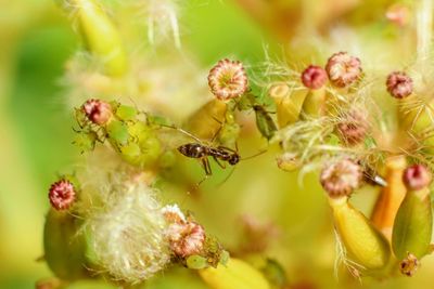 Close-up of insect on plant
