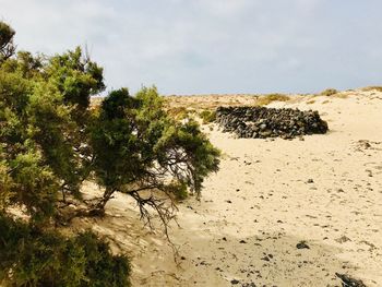 Plants growing on land against sky