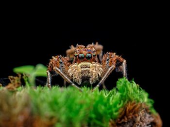 Close-up of spider on plant