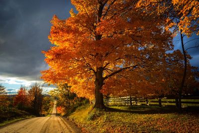 Road passing through forest