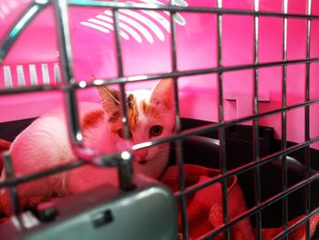 Portrait of kitten in cage