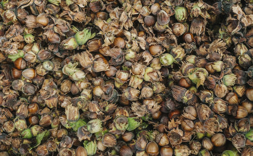 Full frame shot of hazelnuts