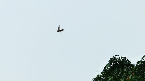 Low angle view of bird flying against clear sky