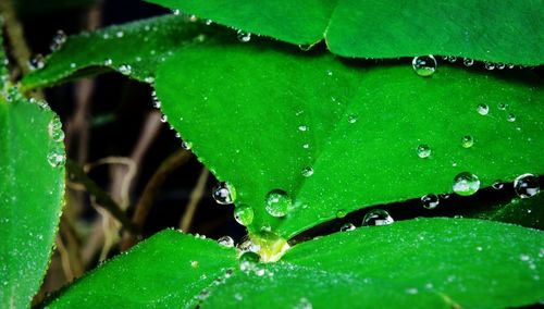 Close-up of water drops on leaf