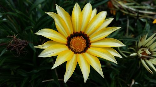 Close-up of yellow flower blooming outdoors