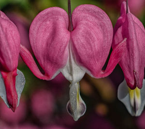 Close-up of pink flowers blooming outdoors