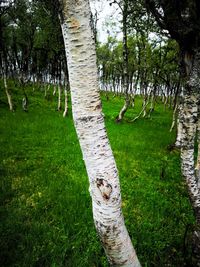 Trees on field