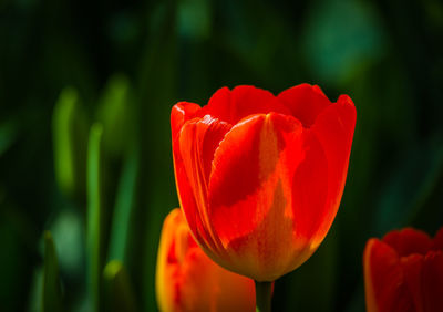 Close-up of red tulip