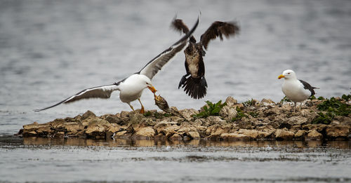 Seagulls perching on a lake