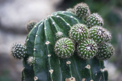 Close-up of succulent plant