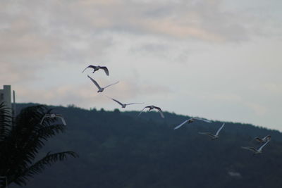 Low angle view of birds flying in sky